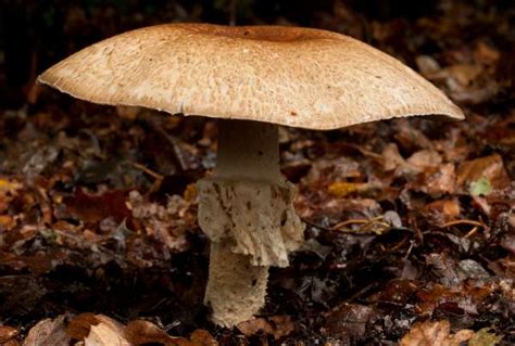 Click the icon to copy the command to clipboard. Agaricus augustus, The Prince mushroom