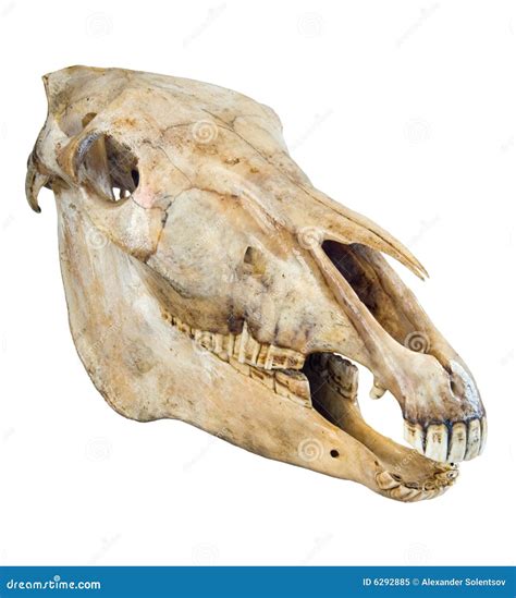 Skull Of A Horse Stock Image Image Of Creepy Background 6292885