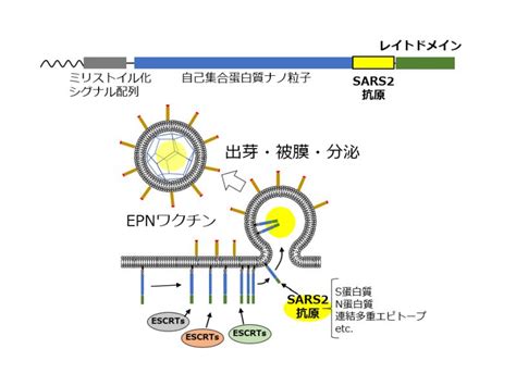 本当にやりたいことに本当にやりたい相手と 挑戦できるセカイをつくるために。 私たち「workship」は独自のシステムにより、 プロジェクトごとにぴったりな個人と企業をマッチング。 ビジネスをもっとワクワクさせる 「運命. ホットトピックス：日経バイオテクONLINE 法人版：日経BP Pharma ...