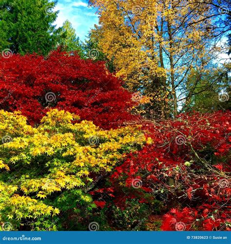 Seattle Fall Colors Stock Image Image Of Seattle Fall 73820623
