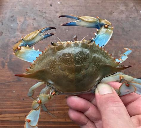 Two Tone Blue Crab A Rare Catch Delaware Surf