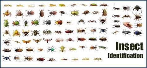 Your house a lot of places where a bug might call home. house bugs identifier Gallery
