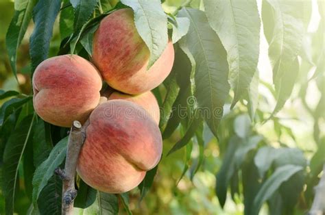 Ripe Peaches Fruits On A Branch Of Tree In Garden Stock Image Image