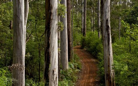 Desktop Wallpaper Karri Forest Wa Australian Geographic