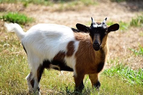 Greatest of all time n. Fainting Goats for Sale Near Me: Directory of US Breeders ...