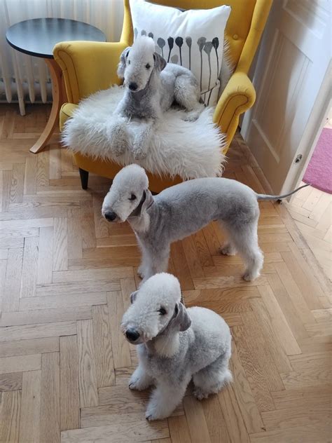 15 Facts About The Most Funniest Dog Breed Bedlington Terrier Petpress