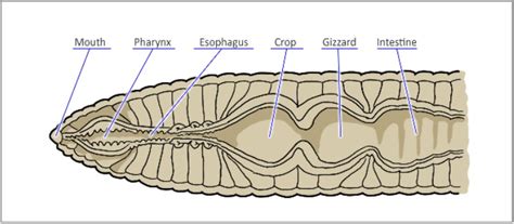 Earthworm Digestive System Diagram