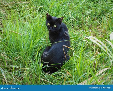 Beautiful Black Cat With Green Eyes On The Grass Stock Photo Image Of