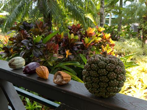Check spelling or type a new query. Coconut tree stock photo. Image of fruits, maui, hawaii ...