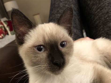 Like the chocolate point siamese, the seal point is a highly intelligent and loving cat that makes a great addition to the family. Pin by Lori Sexton on Chocolate Point & Seal Point Siamese ...