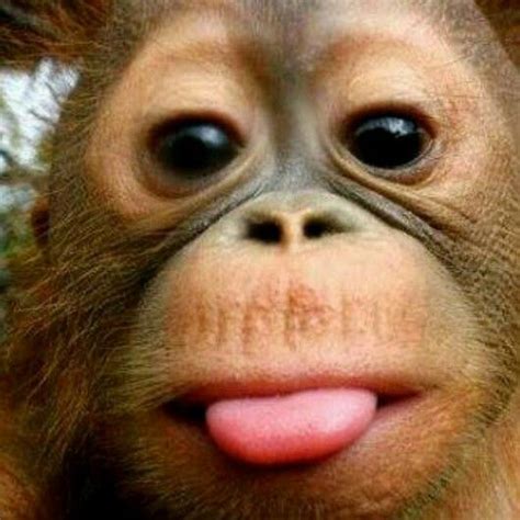 Orang Utan Shows His Tongue♥♥♥ Tierbabys Tiere Lustig