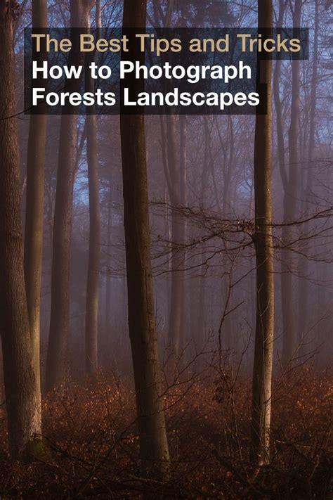 Tips And Tricks How To Photograph Forests Landscapes Forest Landscape