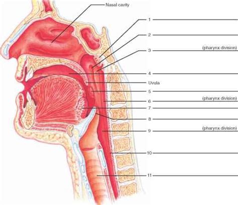 Features Associated With The Pharynx Diagram Quizlet