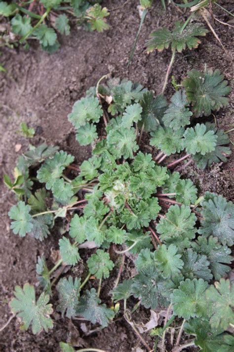 Maybe you would like to learn more about one of these? Was wächst da in meinem Vorgarten? Unkraut oder was ...