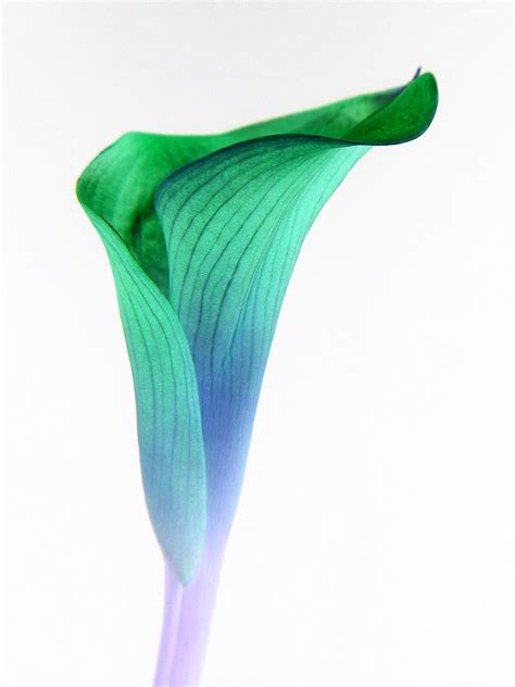 Calla Lily In Green Blue I Ve Been Remaking Some Of My O Flickr