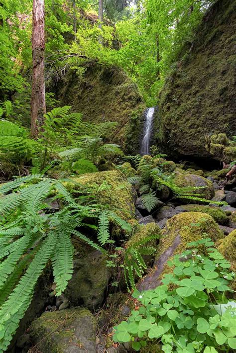 Guide To Umpqua National Forest Waterfall Hikes And Hot Springs