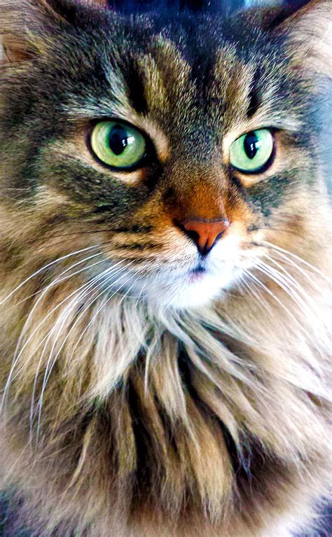 My Beautiful Norwegian Cat Shiva Mon Beau Chat Des