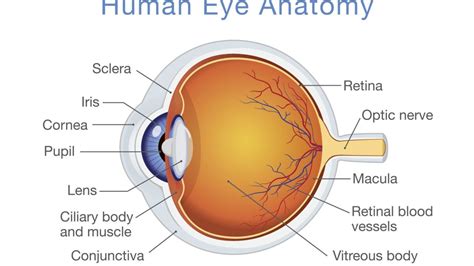 Eye Anatomy And Physiology Best Explained Atoallinks