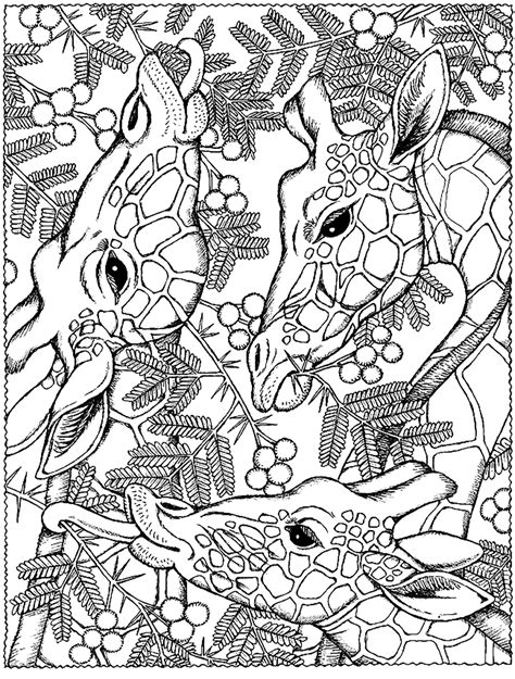 Giraffes Heads Giraffes Adult Coloring Pages