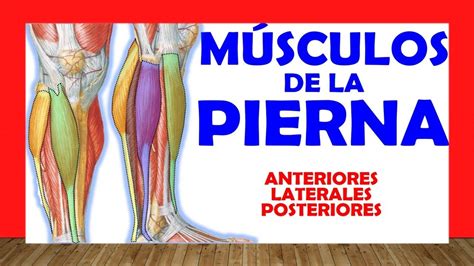 Musculos de la pierna nombres. MÚSCULOS DE LA PIERNA. Compartimientos (Anteriores ...