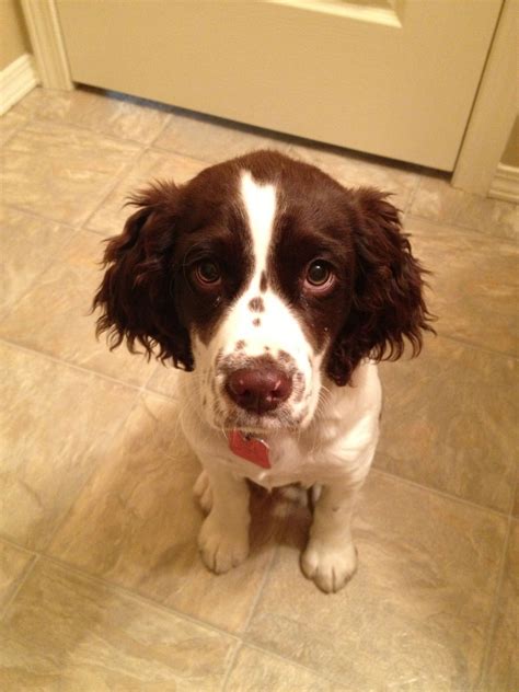 All puppies come with health and wellness guarantee, first puppy shots, dewormed, tails docked, dew. Pin by Alayna on DOGS!! | Springer spaniel puppies ...