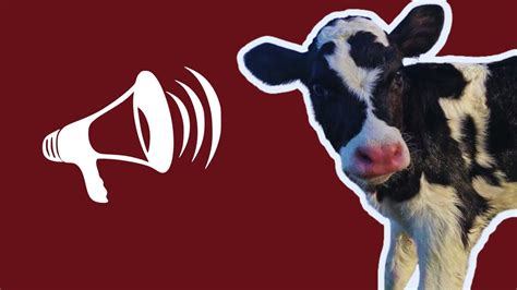 Som Da Vaca 🐄 Efeito Sonoro Cow Sound Moo🐮 Youtube