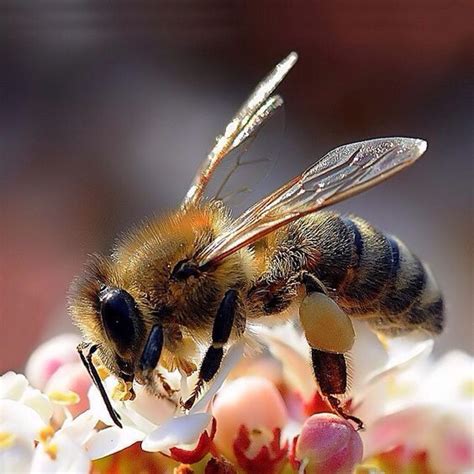Did You Know Honey Bees Gather Nectar From Two Million Flowers To
