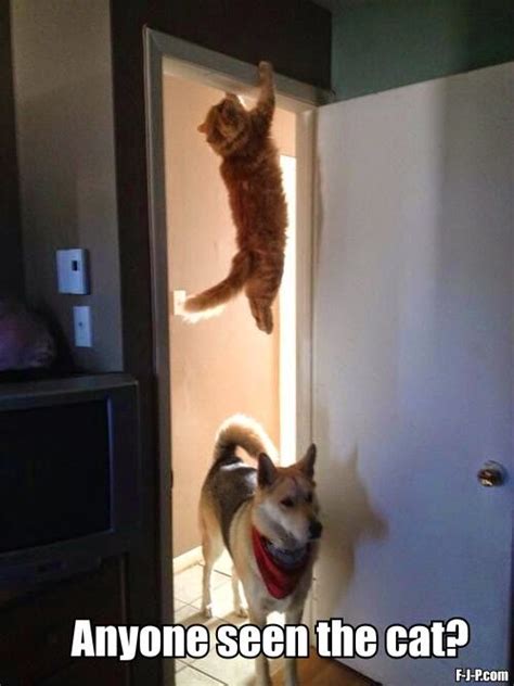 Dog Chasing Cat Hiding Meme ~ Funny Joke Pictures
