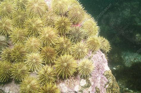 Green Sea Urchins Stock Image Z5550052 Science Photo Library