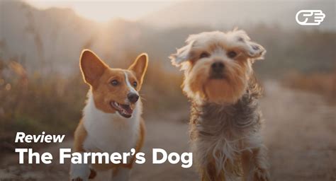 Once pet parents decide to. The Farmer's Dog Review - Is This Dog Food Subscription ...