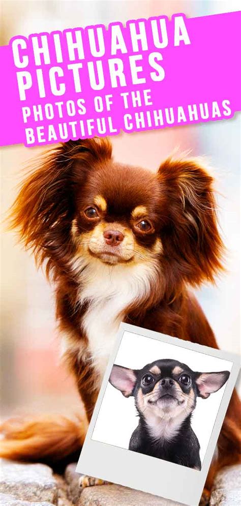 Chihuahua Dog Breed Information A Guide To The Worlds Smallest Dog