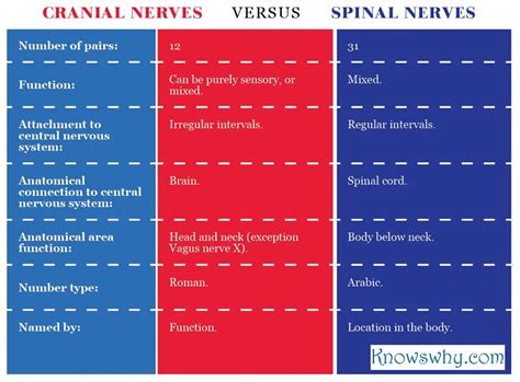 Difference Between Cranial And Spinal Nerves KnowsWhy Com
