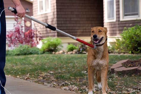 Unveiling the Difference Between the Humane Society and Animal Control