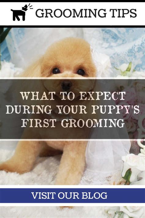 Tired of dirtying up your house and bathroom every time you try to clean your pet? Do it Yourself Dog Grooming Tips For Everyone >>> Check this useful article by going to the link ...