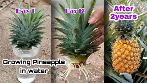 How To Grow Pineapple With Water At Home Growing Pineapple Plants In
