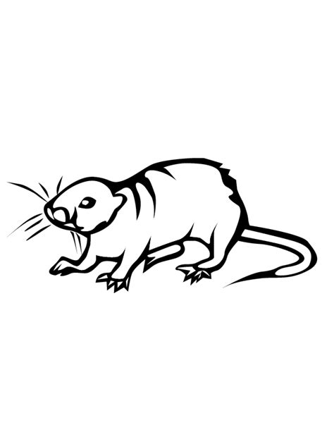 Coloriage Rat 15200 Animaux Dessin à colorier Coloriages à