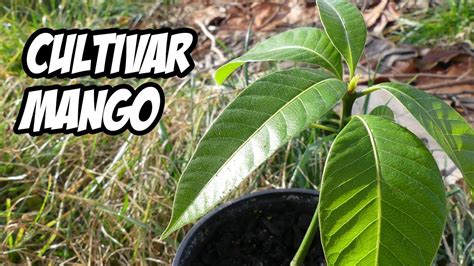 Como Germinar Y Plantar Una Semilla De Mango 🌱 Muy Fácil La Huerta