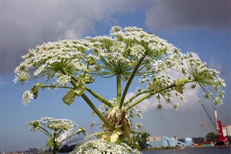 Giant Hogweed Plant Expert Explains How It Spreads Burns And Blinds