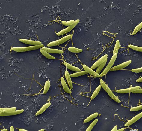 Campylobacter Jejuni Bacteria Sem Stock Image C Science