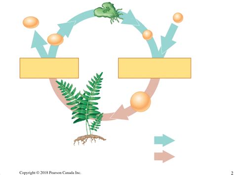 Plants Generalized Life Cycle Diagram Quizlet