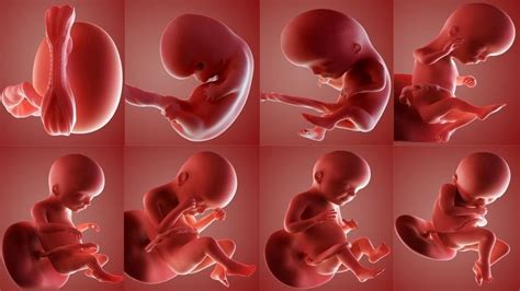 7 Acts That Babies Do In The Womb Will Surprise You Mum Corner Baby