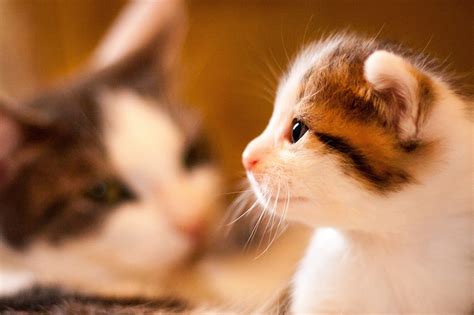 Фотография Котята коты морды Сбоку вблизи животное