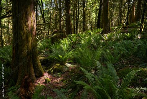 Pacific Northwest Forest Sunshine A Lush Temperate Rainforest Floor