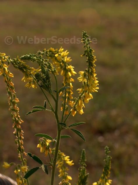 Melilotus Officinalis Yellow Sweet Clover Seeds Plants Dried Herbs