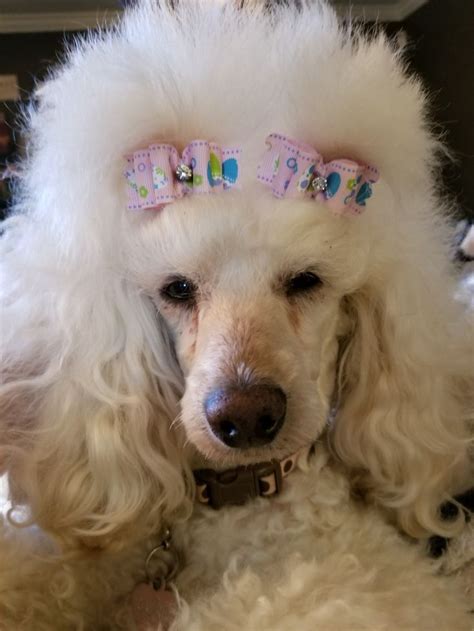 A White Poodle With Pink Bows On Its Head