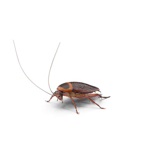 Roach Png Isolated Photo Png Mart