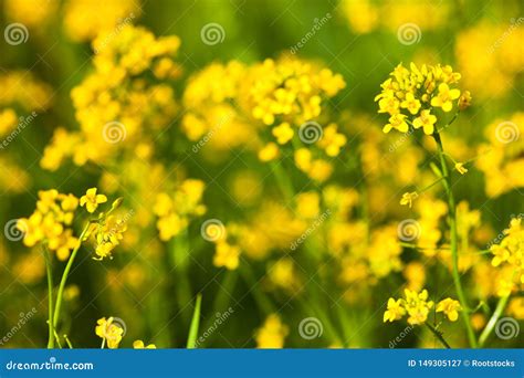 Yellow Rapeseed Flowers Brassica Napus Stock Image Image Of Blossom