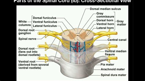 Anatomy Anatomy Of The Spinal Cord And Nerves Youtube