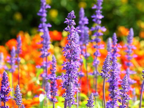 For over twenty years, all seasons has provided lafayette, la, and all of acadiana with premier landscaping services and a full retail garden center and nursery. Nursery & Garden Plants | Lafayette, LA | Native Sun ...