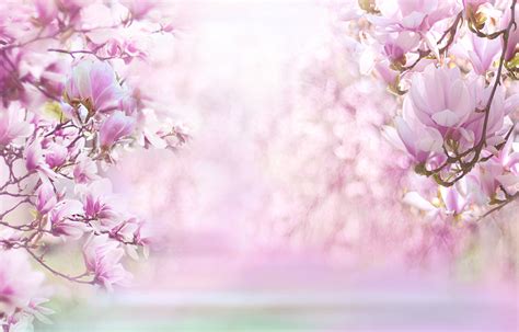 Magnolia Flowers Wallpaper 4k Blossom Pink Background